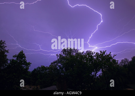 Anvil crawler lightning branching upwards from behind the trees Tampa Florida USA Stock Photo