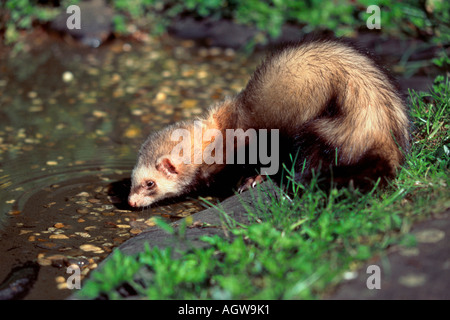 Polecat / European Ferret / Europaeischer Iltis Stock Photo