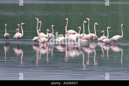 Greater Flamingos Lake Bogoria in the Great Rift Valley Kenya East Africa Stock Photo