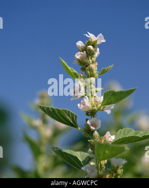 Common Marshmallow / White Mallow / Echter Eibisch Stock Photo