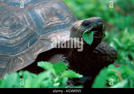 Galapagos Giant Tortoise / Galapagos-Riesenschildkroete Stock Photo