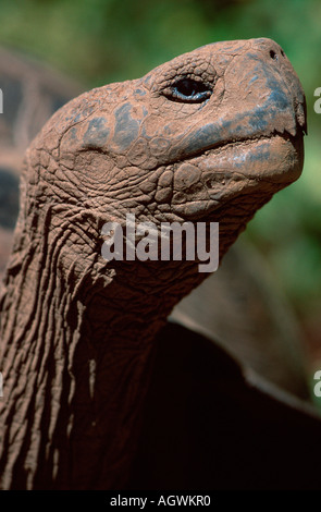 Galapagos Giant Tortoise / Galapagos-Riesenschildkroete Stock Photo