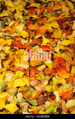 Yellow autumn leaves on the ground at Josaphat Park Stock Photo - Alamy