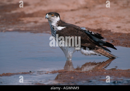 Bonelli's Eagle / Hawk Eagle / Habichtsadler Stock Photo