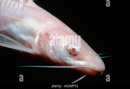 Horned Pout / American Catfish Stock Photo