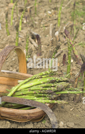 Asparagus freshly harvested spears in trug with knife uncut spears in background UK June Stock Photo