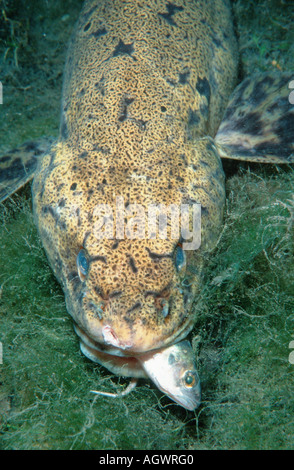 Burbot Stock Photo