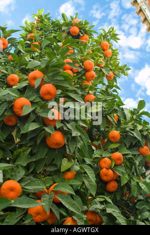 Colorful orange tree against blue sky Stock Photo