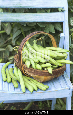 Freshly harvested Broad beans outside in trug on garden chair variety Aquadulce UK June Stock Photo