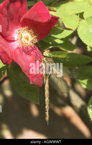 Dragonfly Norfolk Hawker aeshna isosceles resting on garden rose Norfolk UK June Stock Photo