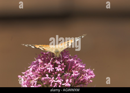 Butterfly Painted Lady vanessa cardui feeding on red valerian centranthus ruber UK june Stock Photo