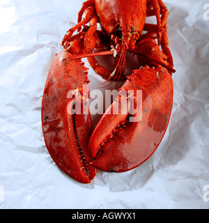 Lobster claws - crop Stock Photo