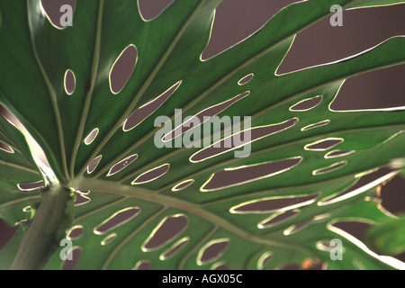 Monstera leaf, Swiss cheese plant Stock Photo
