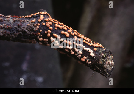 Coral spot fungus, Nectria cinnabarina Stock Photo