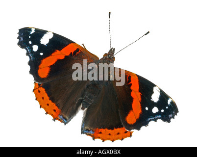 Red Admiral butterfly Stock Photo