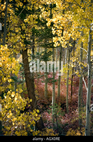 Autumn aspens and color in California Eastern Sierra Stock Photo