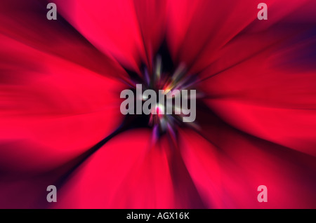 A close, fill the frame, view of a lush red poinsettia bloom a couple of days after Christmas. 'Zoom effect' via  Photoshop CS2. Stock Photo