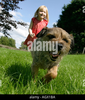 a pet black terrier dog chasing rats under a garden shed