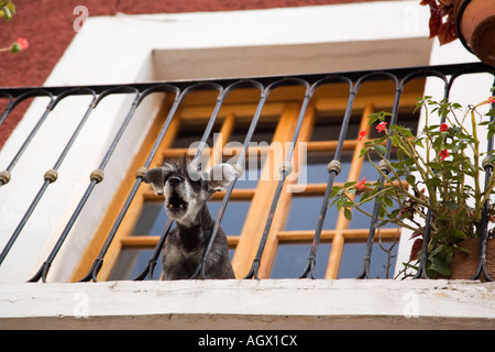 Dog (mixed breed) barking at pedestrians from window balcony Stock Photo