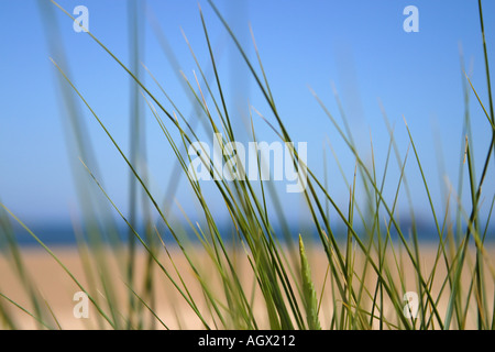 Wind blown grass Stock Photo