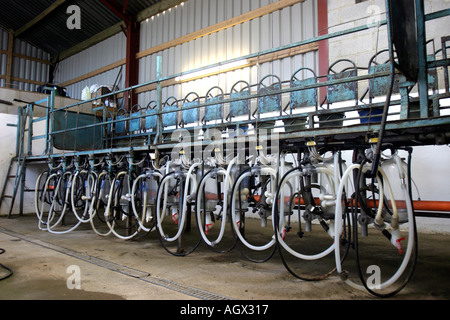 Sheep milking parlour on a farm in the UK Stock Photo