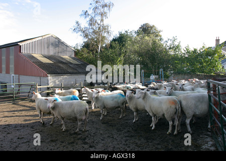 Friesland swes Sheep await milking on a farm in the UK Stock Photo