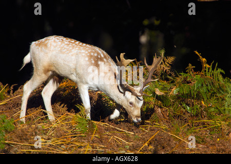 Fallow Deer Dama dama buck feeding bradgate park leicestershire white form Stock Photo