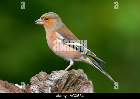 Male Chaffinch Fringilla coelebs perched on log with nice out of focus background potton bedfordshire Stock Photo