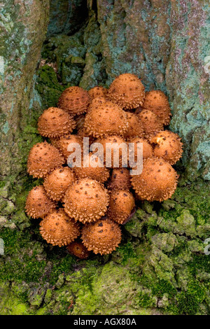 Nice group of Pholiota squarrosa Scaly Pholiota growing at tree base the lodge sandy bedfordshire Stock Photo