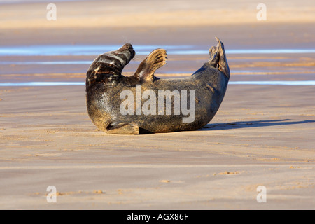 Grey seal Halichoerus grypus laying on beach with head and tail up donna nook lincolshire Stock Photo
