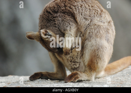 Female Mareeba Rock Wallaby (Petrogale mareeba) washing her baby, Australia Stock Photo