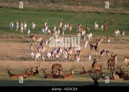 Herd of young deers running Richmond Park London UK Stock Photo