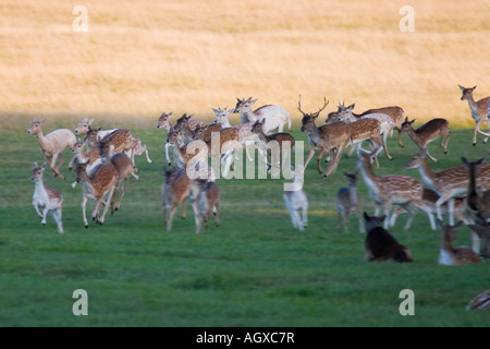 Herd of young deers running Richmond Park London UK Stock Photo