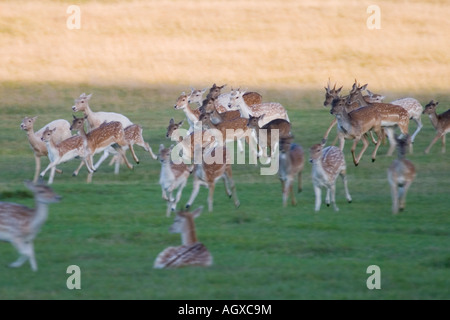 Herd of young deers running Richmond Park London UK Stock Photo