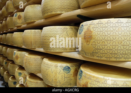 Close up of rounds of grana padana cheese stacked and maturing in a warehouse in Italy