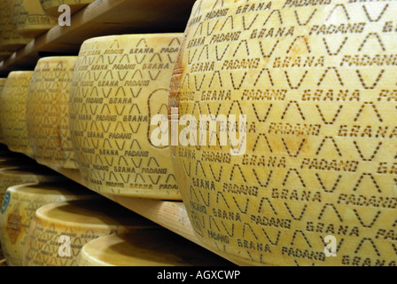 Close up of rounds of grana padana cheese maturing in a warehouse in Italy