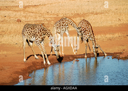 Masai Giraffe drinking at a water hole in the Tsavo West Game Reserve, Kenya. Stock Photo