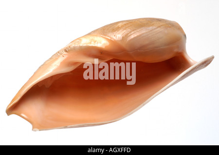 isolated shell Stock Photo