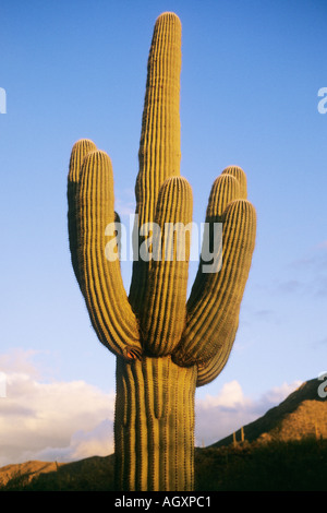 Saguaro Cactus (Cereus giganteus or Carnegiea gigantea) Stock Photo
