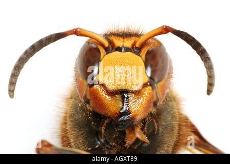 Head of a European Giant Hornet, Vespa Crabro Stock Photo
