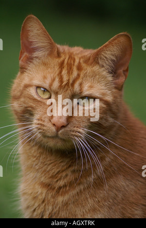marmalde cat head shot Stock Photo