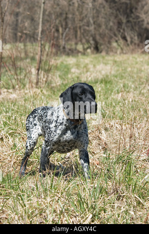 German Shorthair Pointer On Point At Hunt Test Waverly Indiana Stock Photo