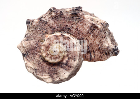 isolated shell Stock Photo