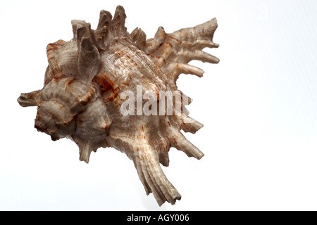 isolated shell Stock Photo
