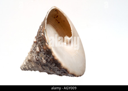 isolated shell Stock Photo