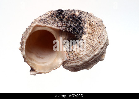 isolated shell Stock Photo