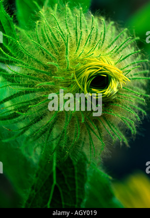 Inula Hookeri bud Stock Photo