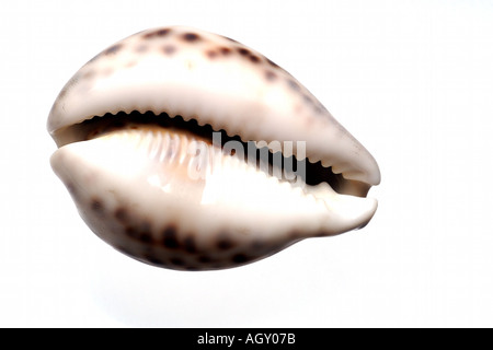 isolated shell Stock Photo