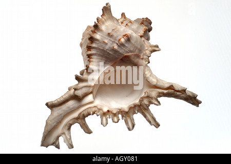 isolated shell Stock Photo
