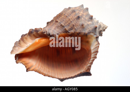 isolated shell Stock Photo